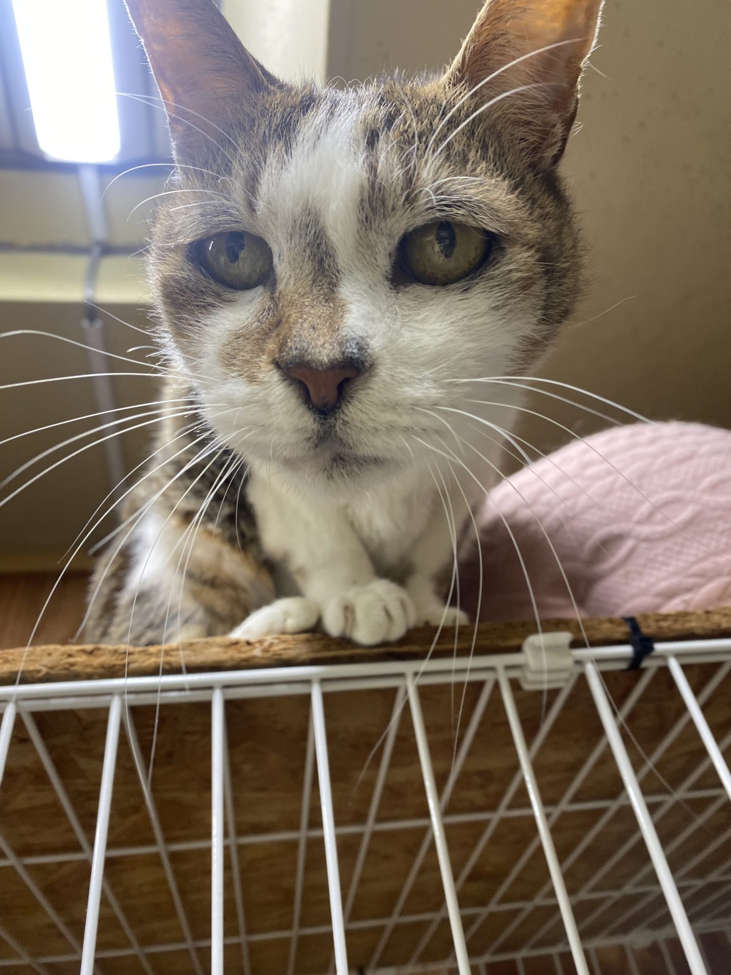 あきお（オス）