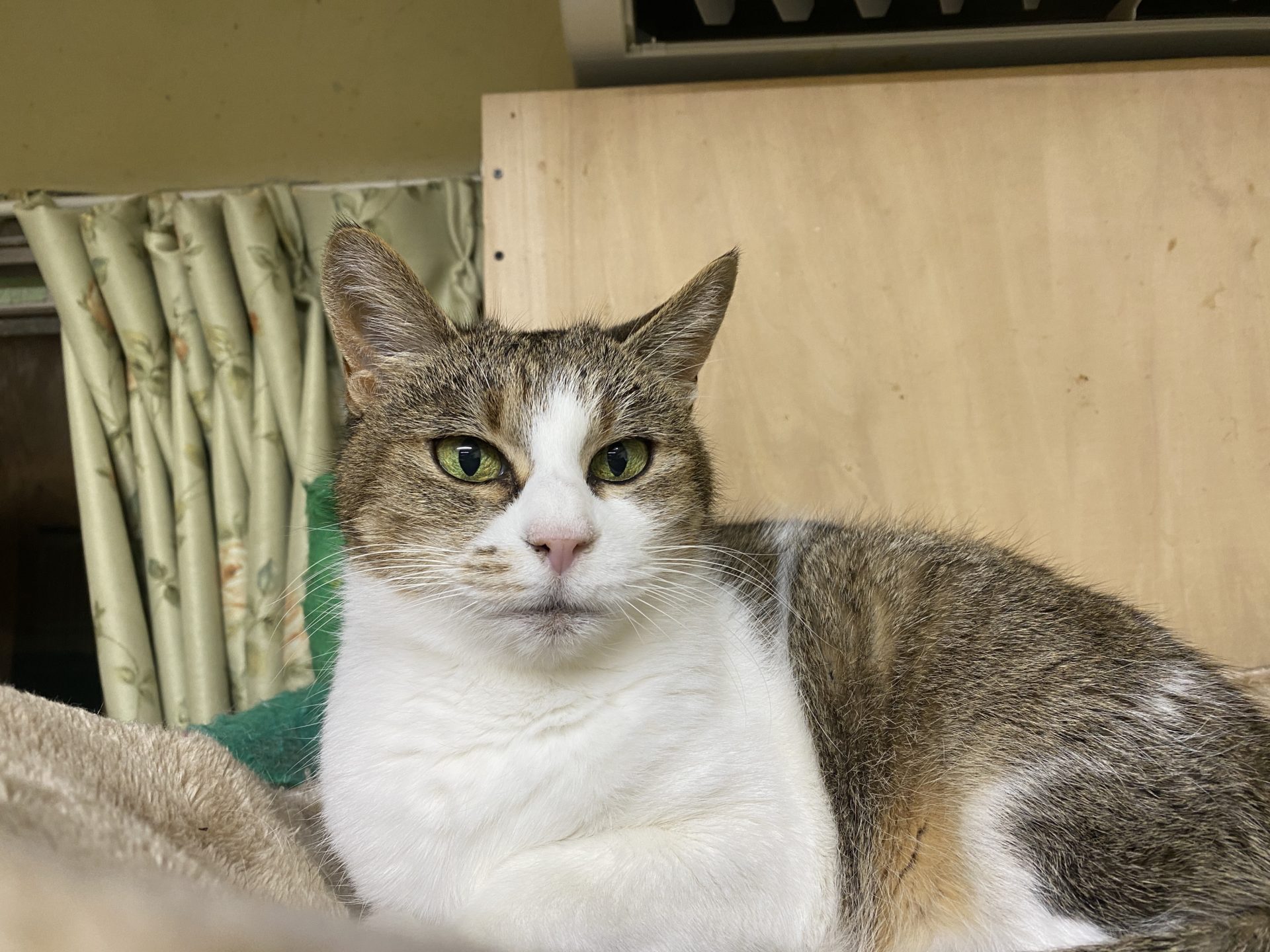 おいち（メス）