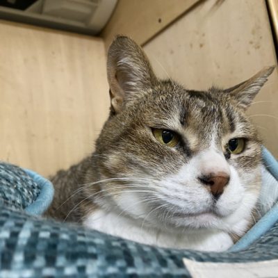 おくに（メス）