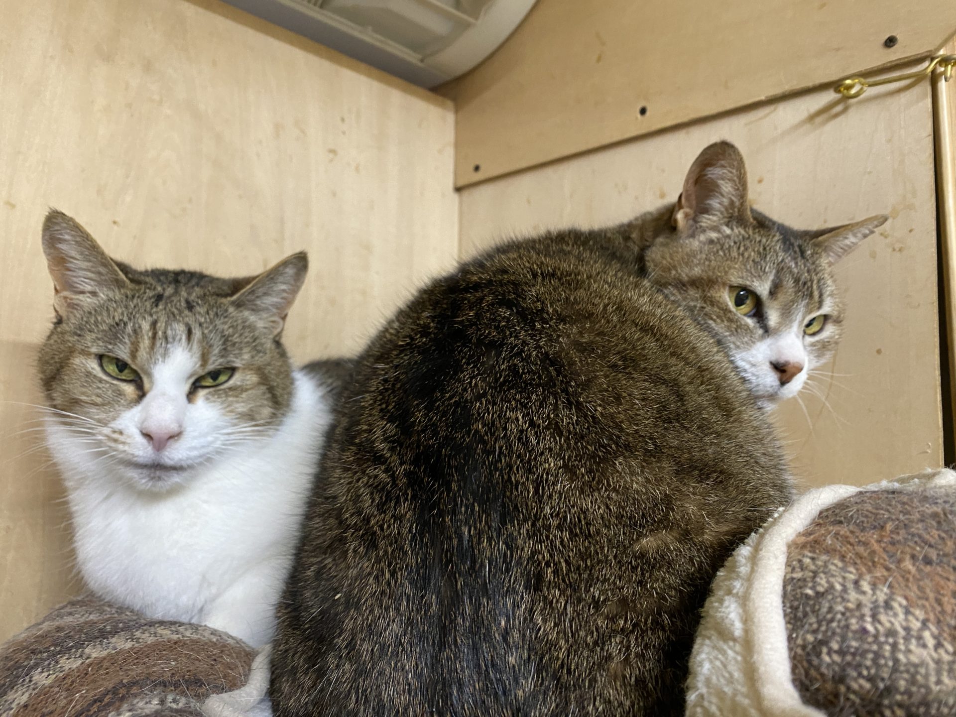 おいち（メス）