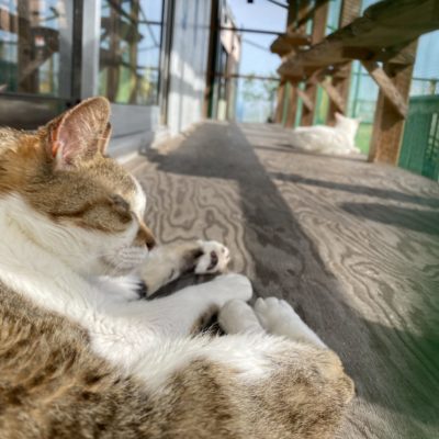 あきお（オス）