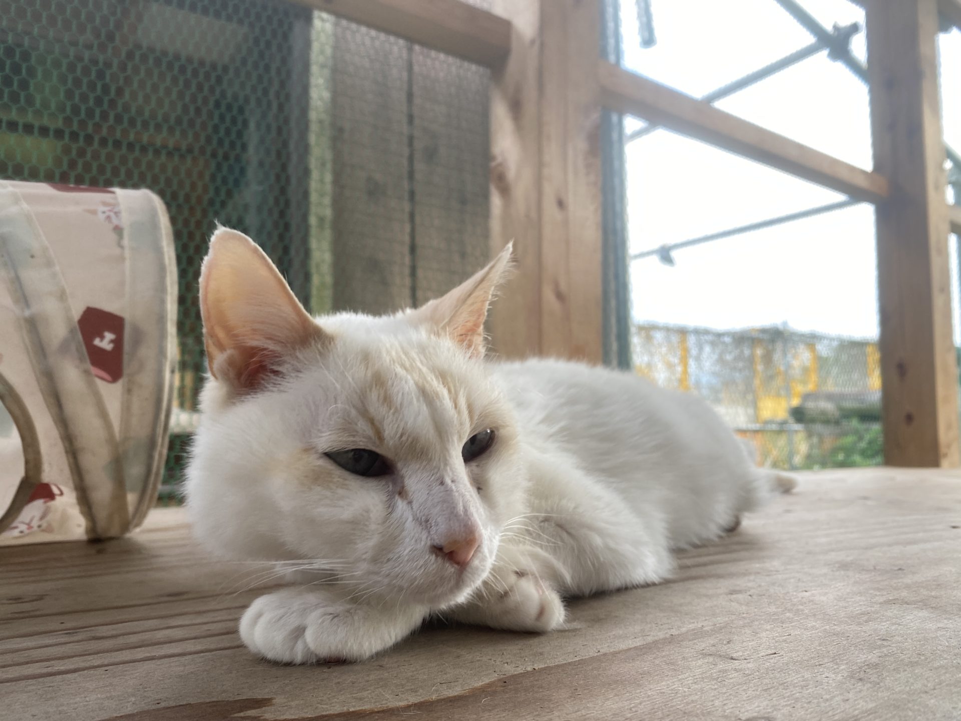 のらお（オス）